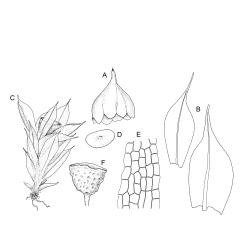 Image: R.C. Wagstaff © Landcare Research 2019 CC BY 3.0 NZ